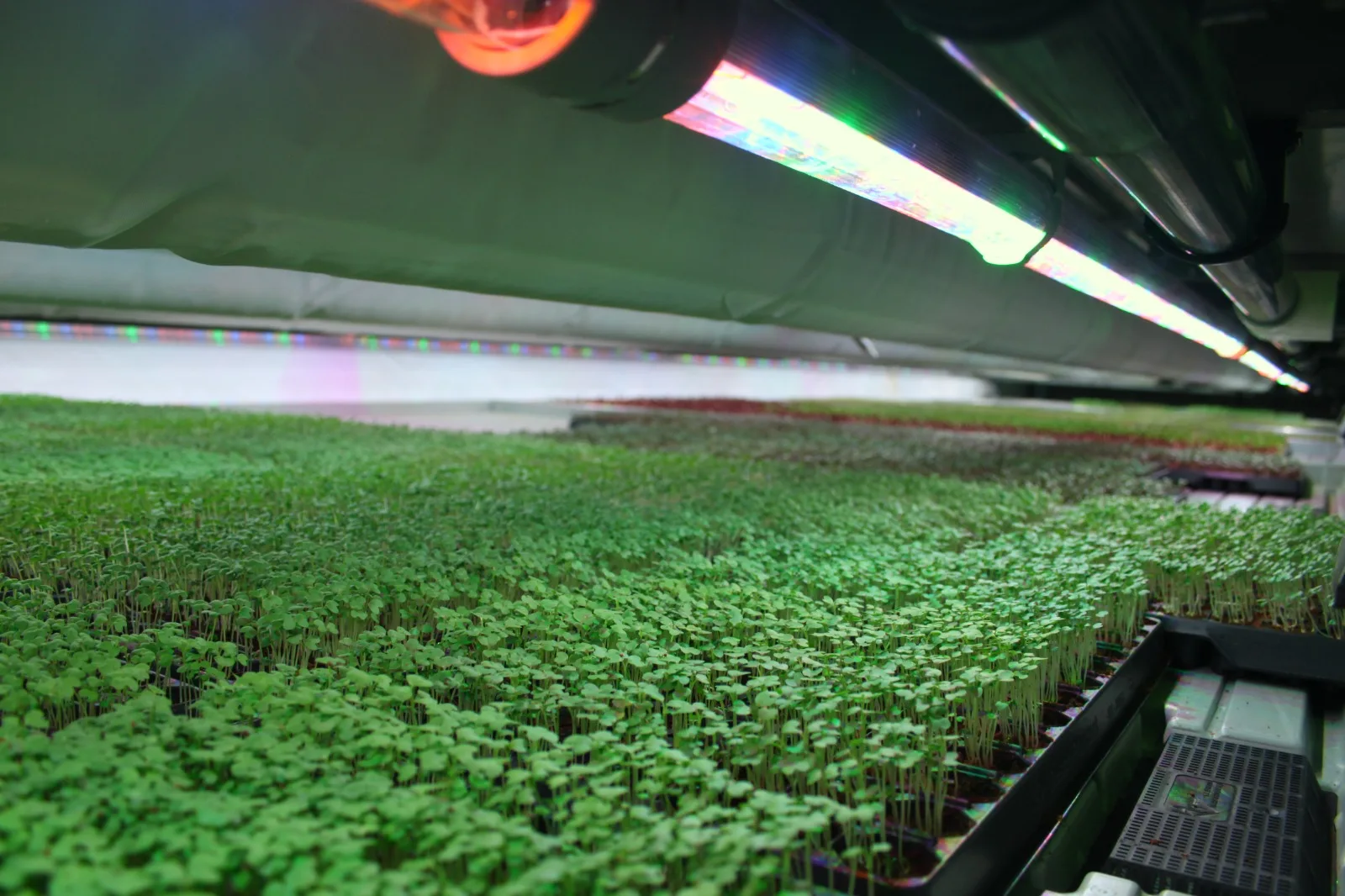 Persbericht: Floating Farm blijft drijven: Wij zijn gewoon open!