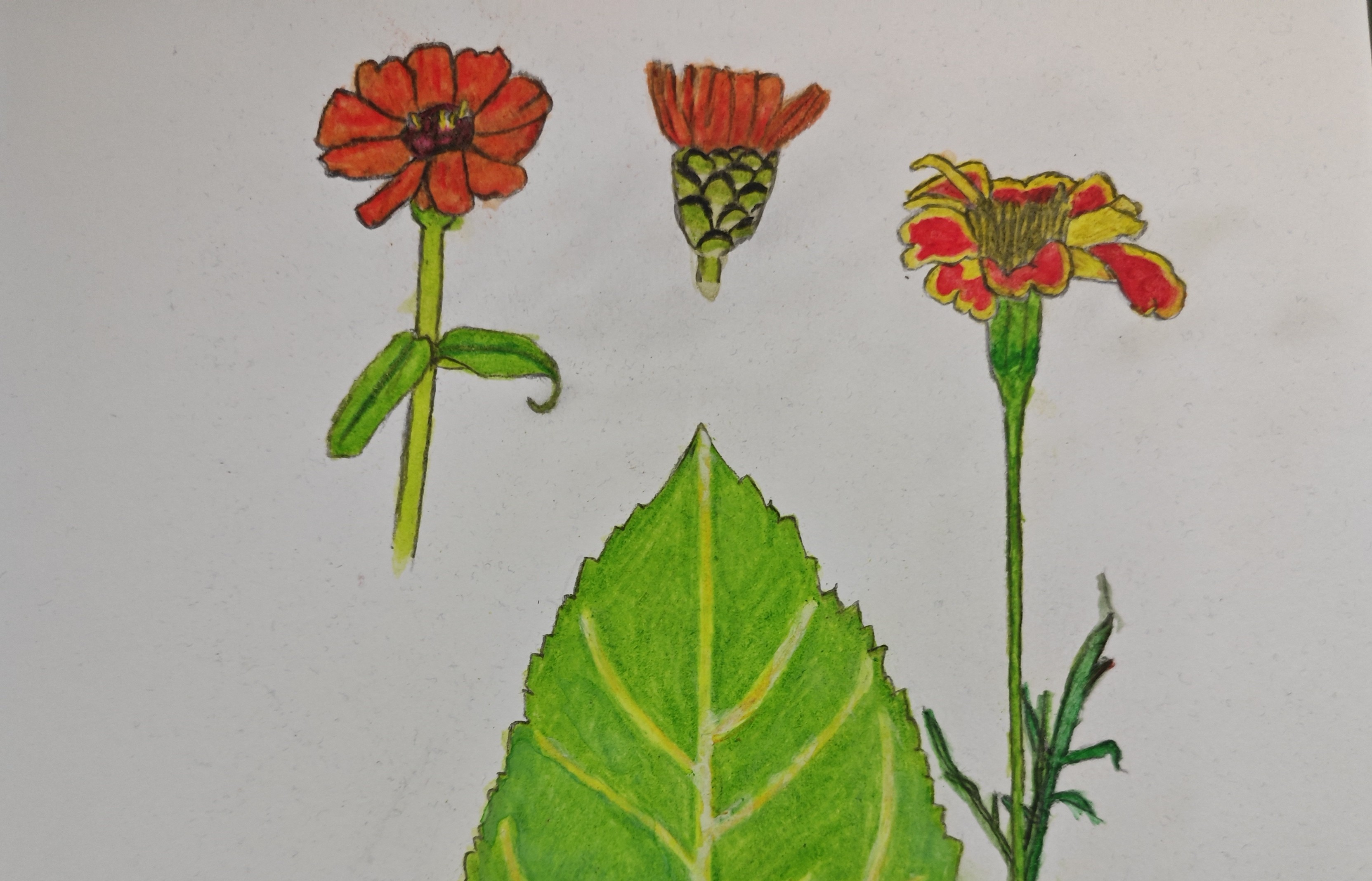 Workshop Nature Journalling