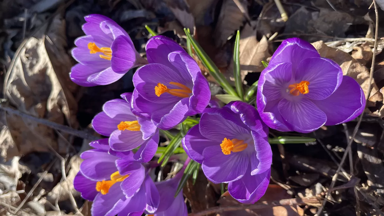 Ontdek de natuur dag