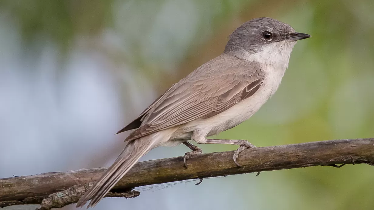 Natuur in Mathenesse: de Braamsluiper