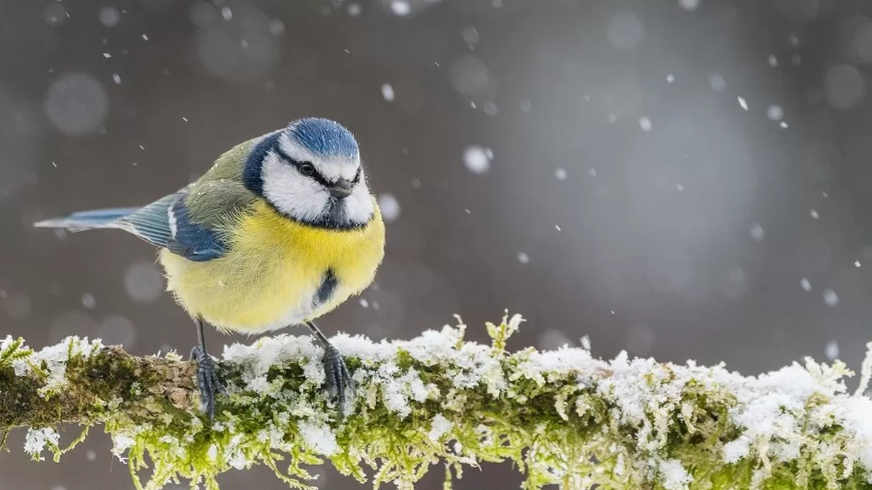 Vogelactiviteit in de wijk