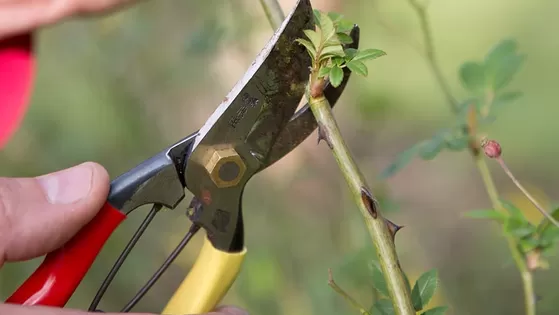 Workshop snoeien (gratis)