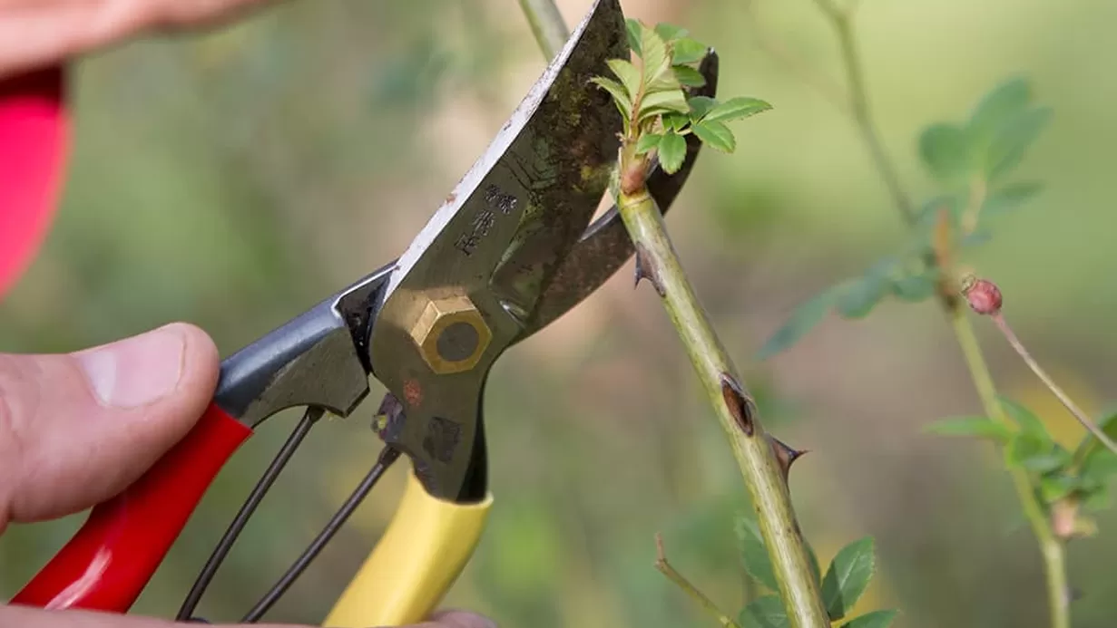 Workshop snoeien (gratis)