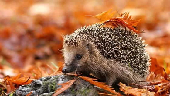 Hoe je van jouw tuin een egelparadijs maakt