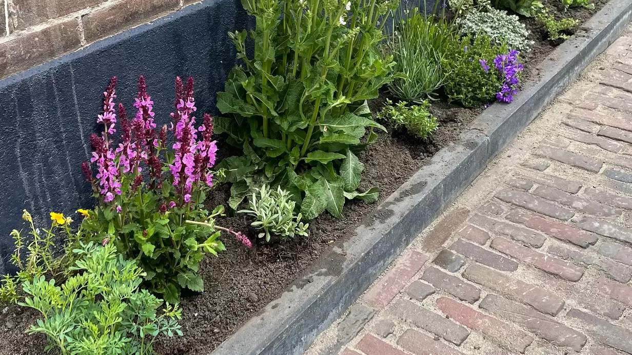 Geveltuin vierdaagse