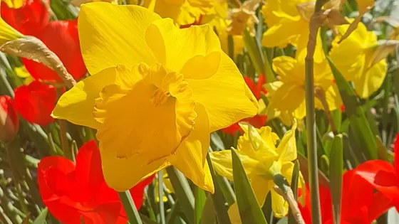 De Parel: lente!