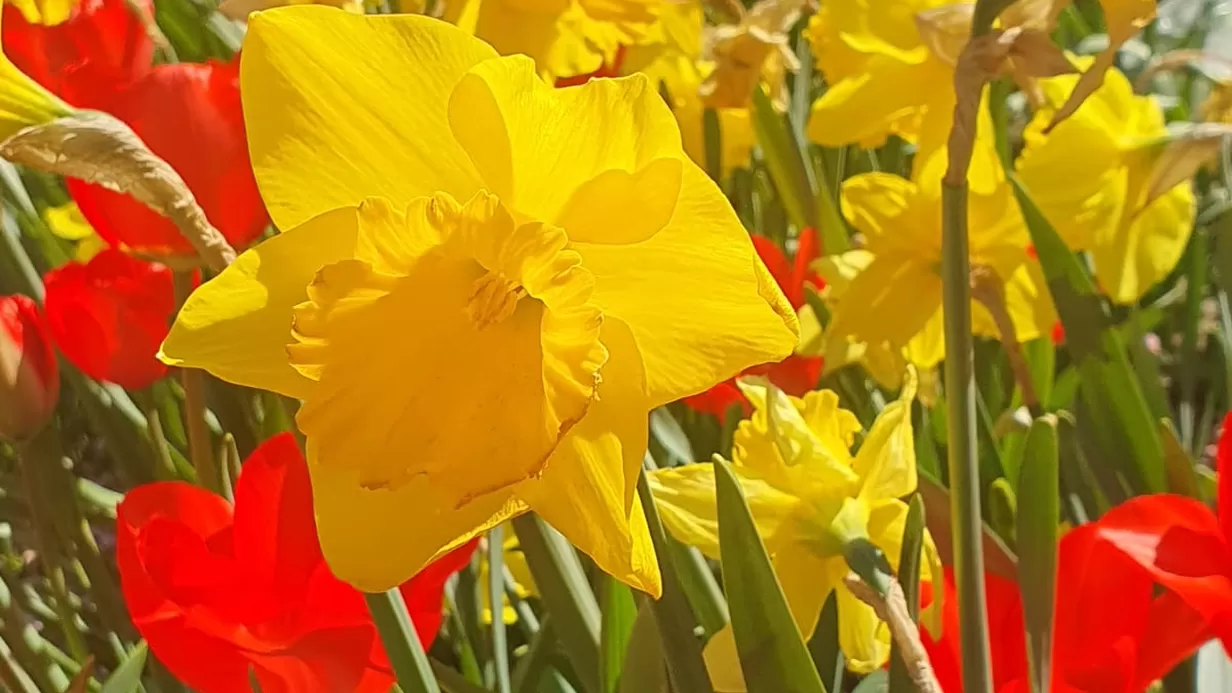 De Parel: lente!