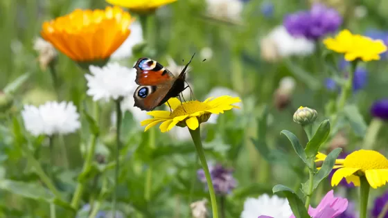 Bioblitz Oud-Mathenesse