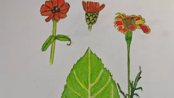 Workshop Nature Journalling