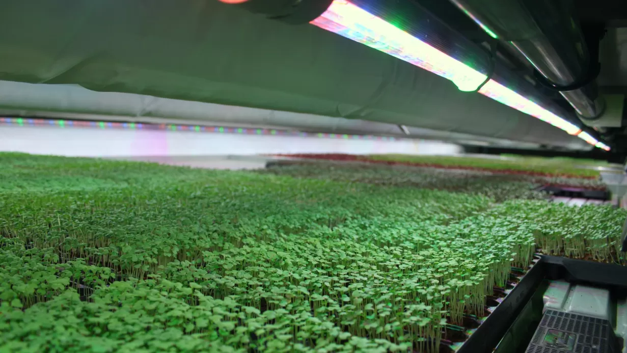 Persbericht: Floating Farm blijft drijven: Wij zijn gewoon open!