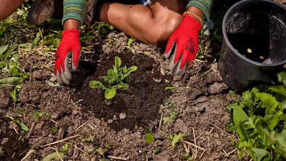 Haal ‘m op die gratis zak compost