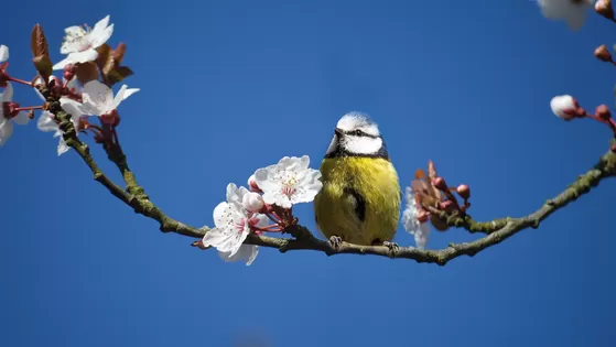 Wie kent ‘m niet, de Pimpelmees